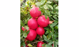 pomegranate