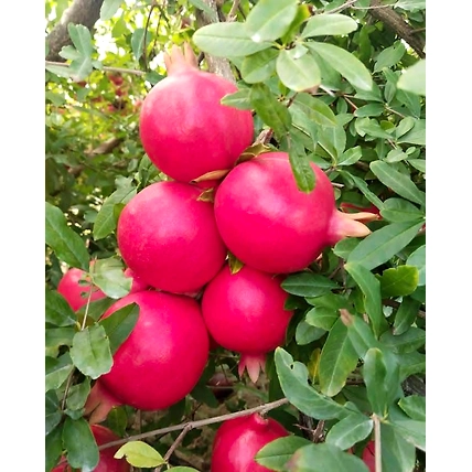 pomegranate-12706791