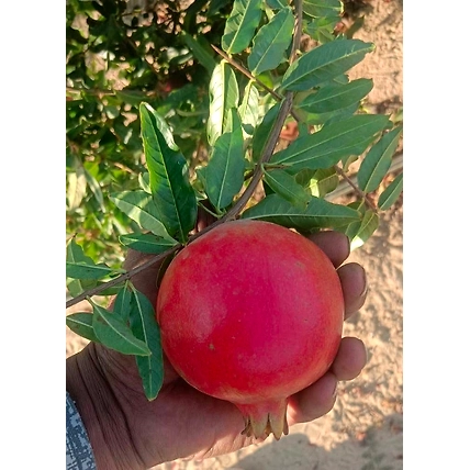 pomegranate-3