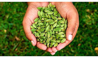 GREEN CARDAMOM 8MM KERALA