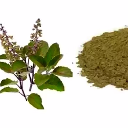 krishna tulsi powder