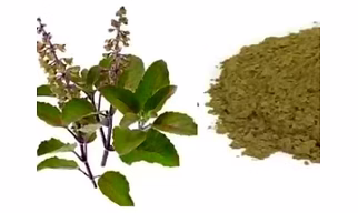 Krishna Tulsi powder