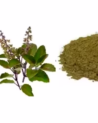 Krishna Tulsi powder-12450550