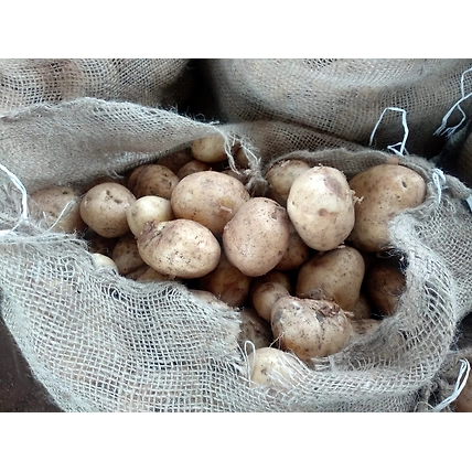 Potato-12450858