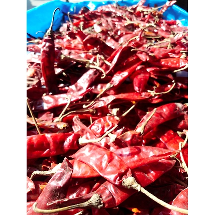 Indian Dry Red Chilli-12450860