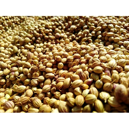 Indian Coriander Seed-12450862