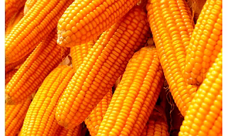 Yello Maize /Corn
