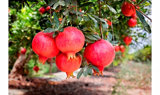 Pomegranate