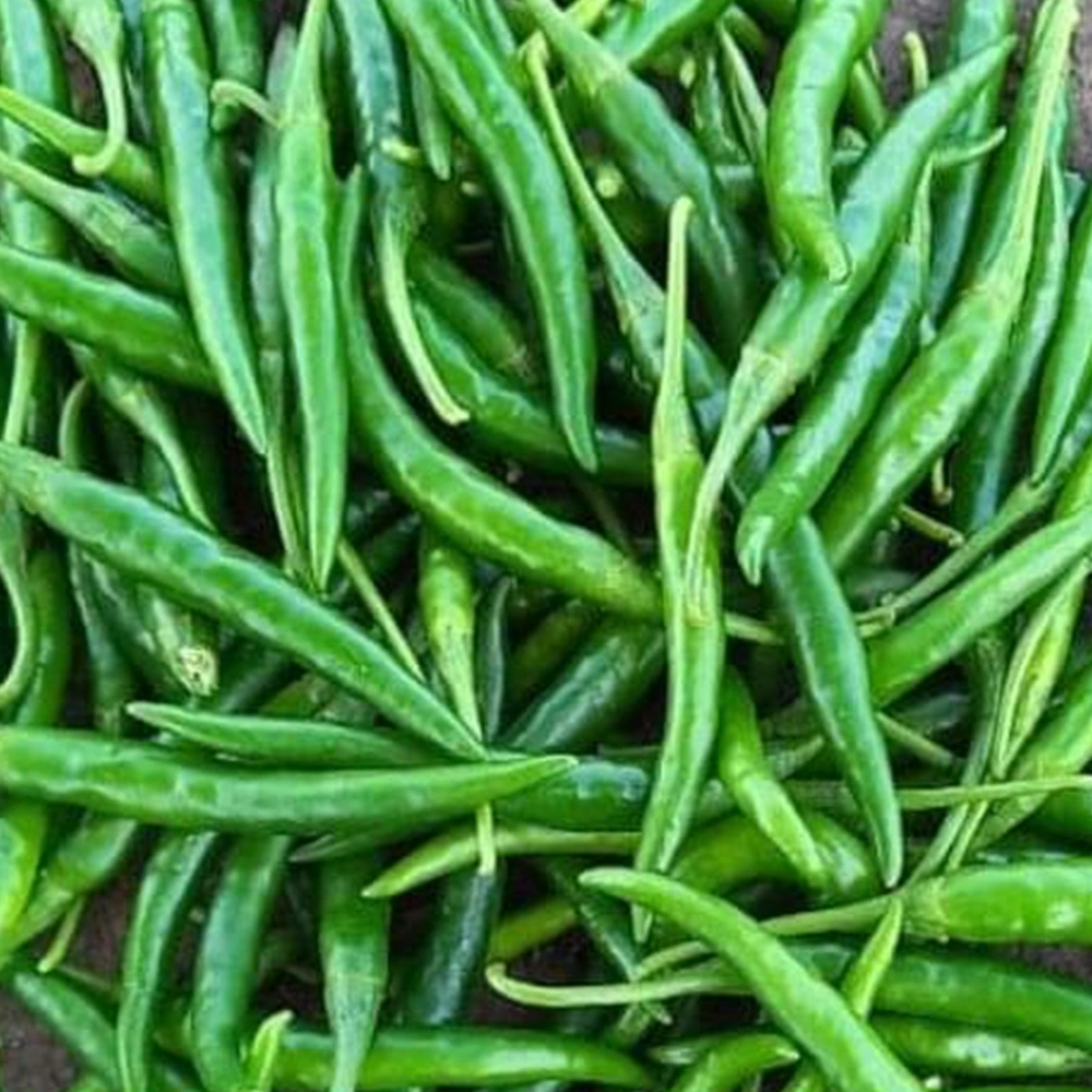 Green Chilli-1005