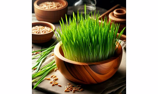 Wheat Grass