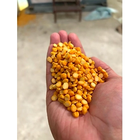 Chana Dal / Split Chickpea