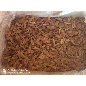 Raisin (Golden and Black)