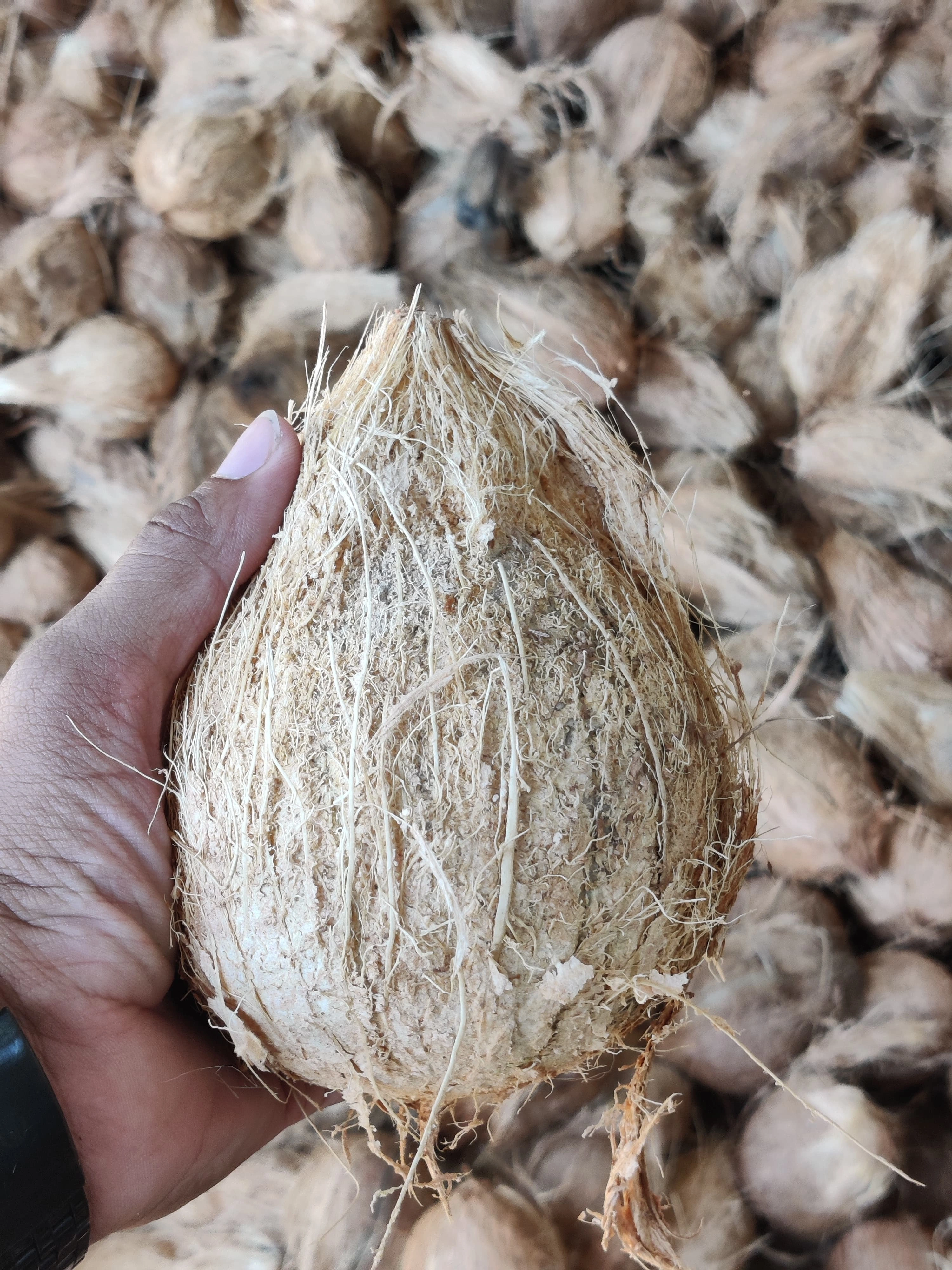 Coconut-12535462