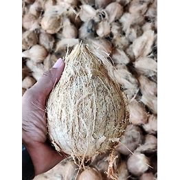 Semi Husked Coconut