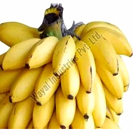 fresh g9 banana