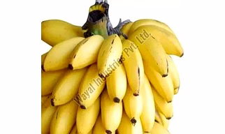 Fresh G9 Banana