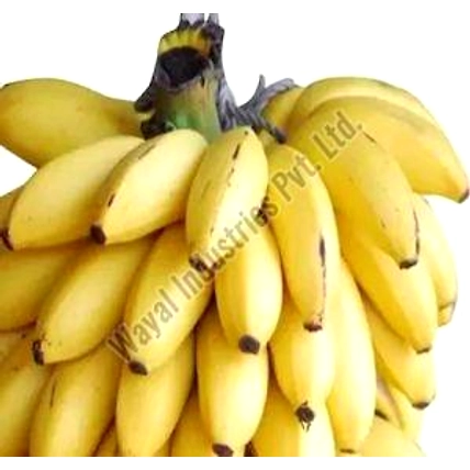 Fresh G9 Banana-12567146