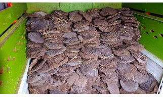 Cow Dung Cake