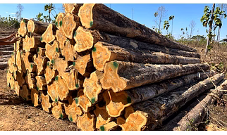 Teak wood