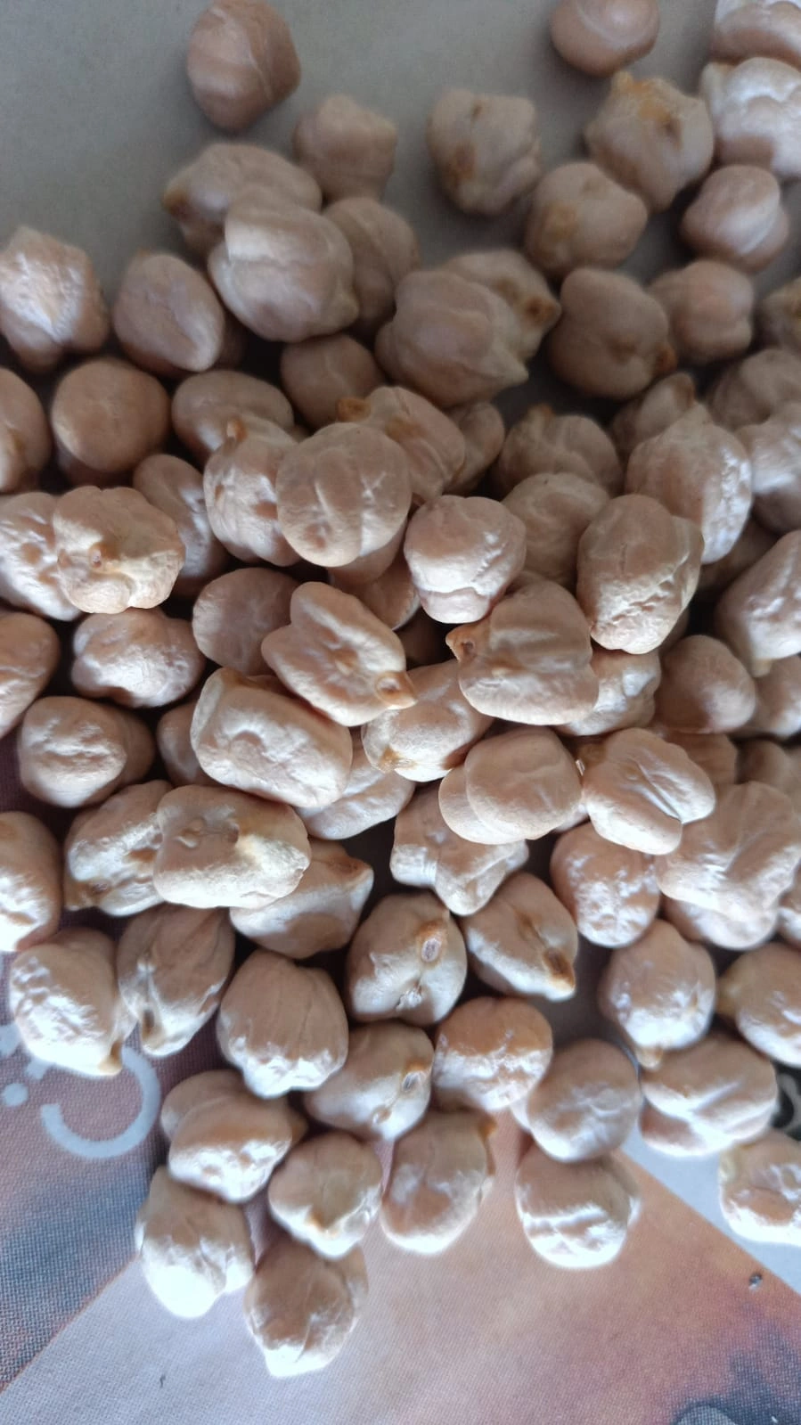 White Chickpeas-12459706