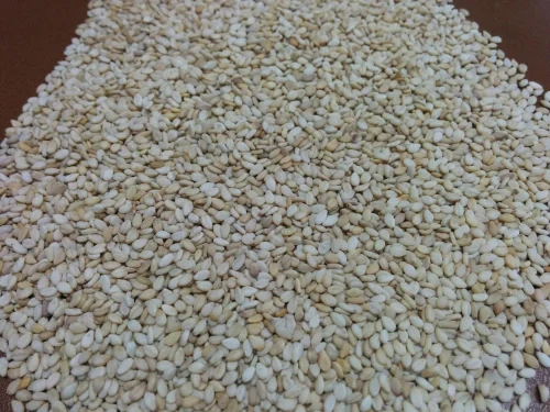 White Sesame seed-1