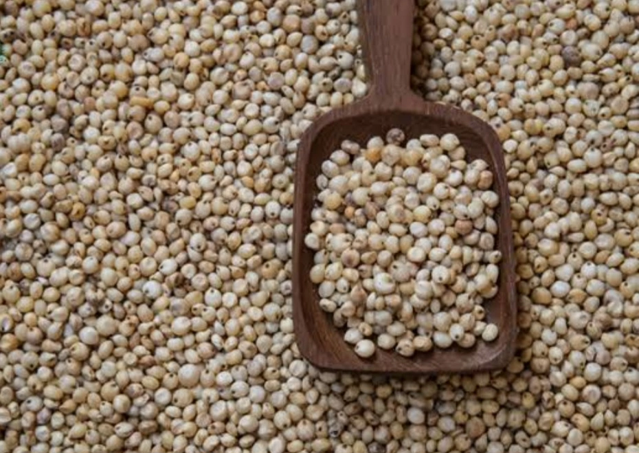 Sorghum Millet-2