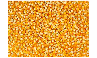 maize