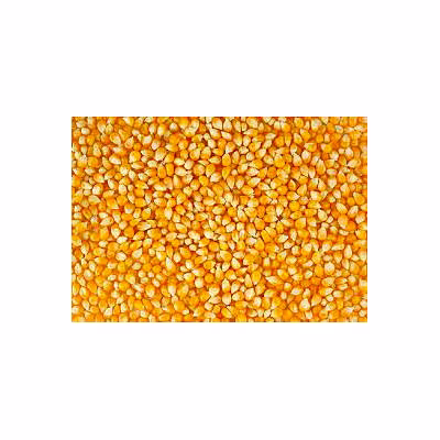 maize