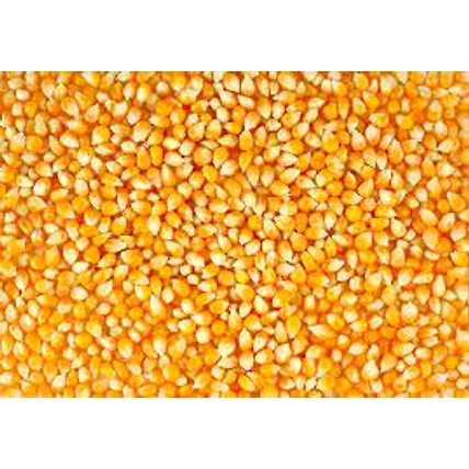 maize-12459857