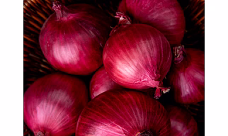 Export Quality Fresh Onions