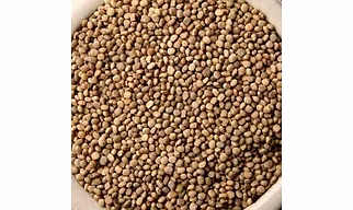 guar gum seeds (cluster beans seeds)