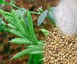 guar gum seeds (cluster beans seeds)-1