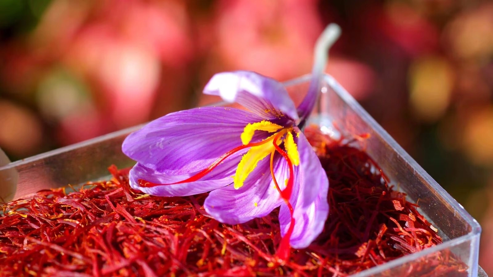 Kashmiri Saffron-3