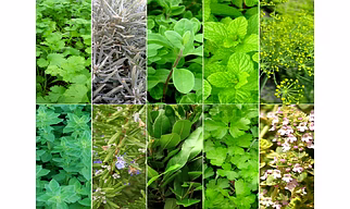 Herbs