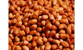 Oilseeds