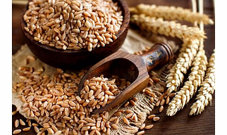 Wheat