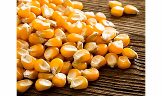 Maize