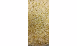 1121 GOLDEN BASMATI RICE