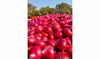 Fresh  Red Onion
