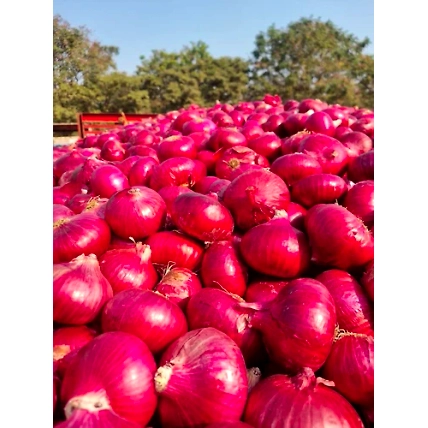 Fresh  Red Onion-12464702