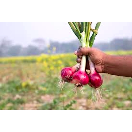 Fresh  Red Onion-3