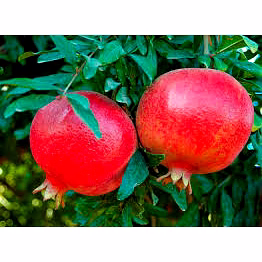 a+ grade pomegranate
