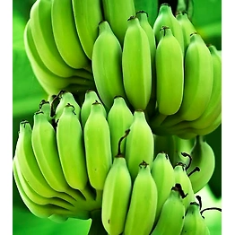 A+ Grade G9 Cavendish Banana