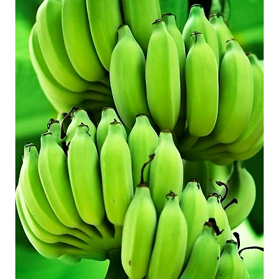 A+ Grade G9 Cavendish Banana