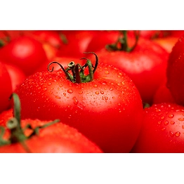 A+ Grade Fresh Tomato