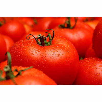 a+ grade fresh tomato