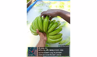 G9 Cavendish Banana