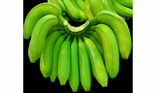 G9 Cavendish Banana