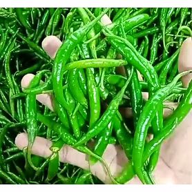 G4 Green Chilli