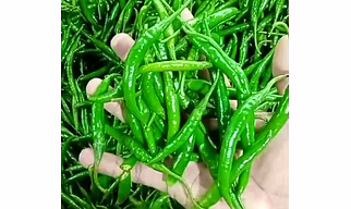 G4 Green Chilli